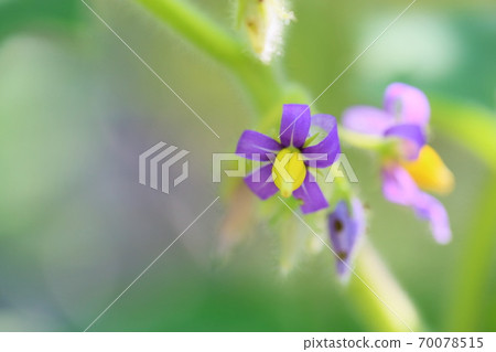 Foxface flower Solanum mammosum Foxface flower Solanum mammosum 70078515