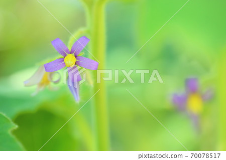 Foxface flower Solanum mammosum Foxface flower Solanum mammosum 70078517