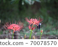 Spangle butterflies that came to suck nectar on cluster amaryllis 70078570
