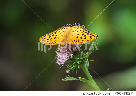 Male Indian Fritillary sucking honey with thistle flowers, taken in September Male Indian Fritillary sucking honey with thistle flowers, taken in September 70078927