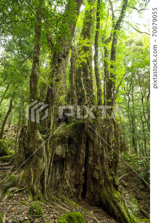Giant wig in the forest Giant wig in the forest 70079055