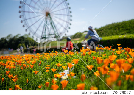 Orange blossoms and Ferris wheel in Hitachi Seaside Park Orange blossoms and Ferris wheel in Hitachi Seaside Park 70079097