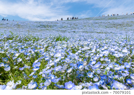 Nemophila Harmony in Hitachi Seaside Park Nemophila Harmony in Hitachi Seaside Park 70079101