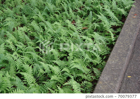 Ferns that grow on the sidewalk 70079377