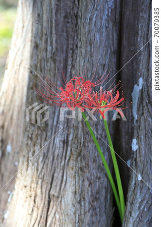 Cluster amaryllis blooming on the trunk of a tree Cluster amaryllis blooming on the trunk of a tree 70079385