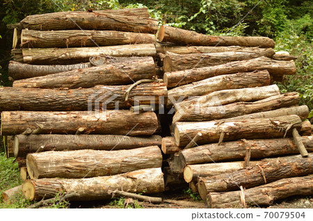Thinned wood Thinned wood 70079504