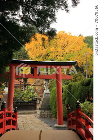 Yellow leaves, Tenkawa Benzaitensha [Tenkawa Village, Nara Prefecture] 70079566