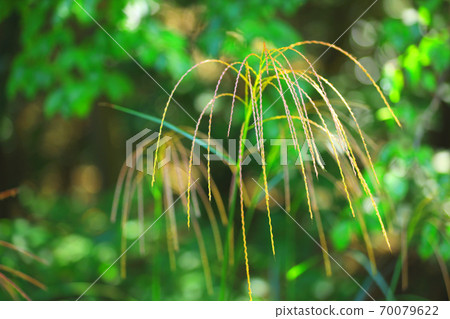 Image of Japanese pampas grass, autumn [September] 70079622