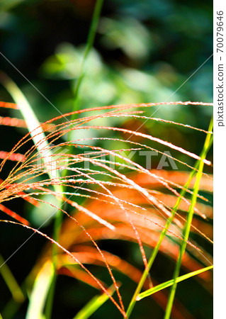 Image of Japanese pampas grass, autumn [September] 70079646