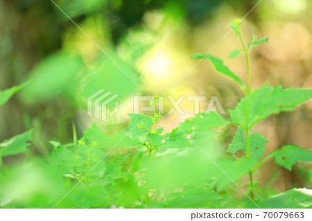 Image of greenery, nature and environment [September] 70079663