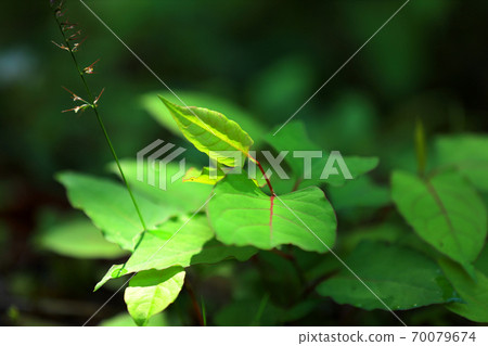 Image of greenery, nature and environment [September] 70079674