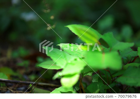 Image of greenery, nature and environment [September] 70079676
