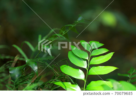 Image of greenery, nature and environment [September] 70079685