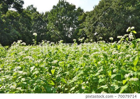 Soba field with flowers in full bloom Soba field with flowers in full bloom 70079714