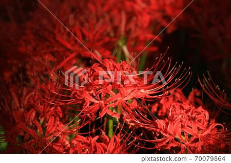 Cluster amaryllis 2817 70079864