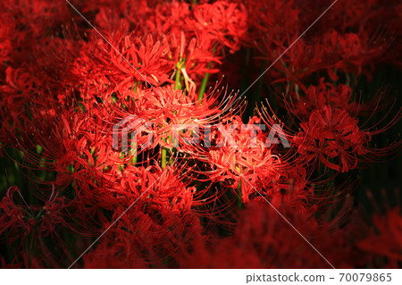 Cluster amaryllis 2819 70079865