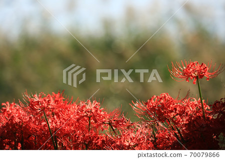 Cluster amaryllis 2820 70079866