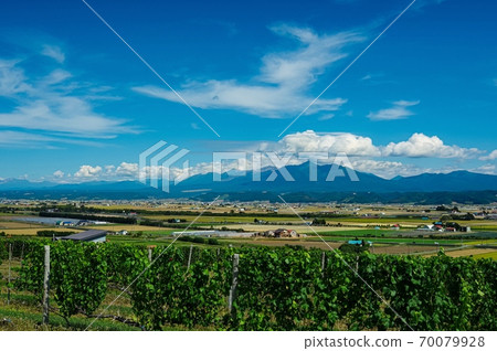 初秋的葡萄園和富良野的鄉村風光(北海道富良野市) 初秋的葡萄園和富良野的鄉村風光(北海道富良野市) 70079928