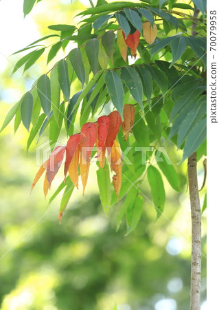 Hazenoki that started the autumn leaves Hazenoki that started the autumn leaves 70079958