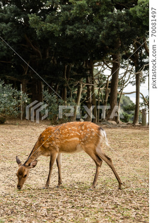 Deer Awaji Island Monkey Center Deer Awaji Island Monkey Center 70081497