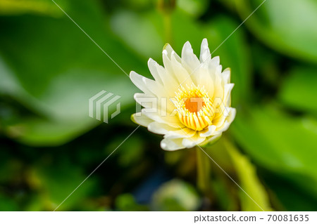 Lotus flower in the basin Lotus flower in the basin 70081635