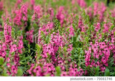 Beautiful blooming angelonia flowers Beautiful blooming angelonia flowers 70081746