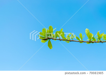 Green leaves of the Calabash Tree Green leaves of the Calabash Tree 70081985