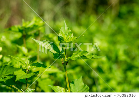 Justicia Gangetica tree 70082016