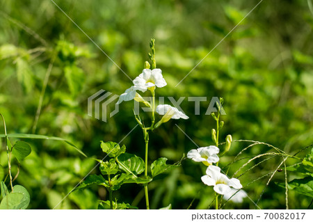 Justicia Gangetica flower 70082017