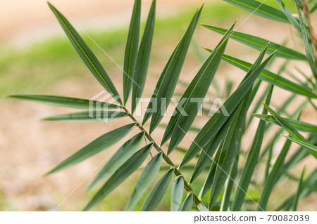 young date palm leaves young date palm leaves 70082039