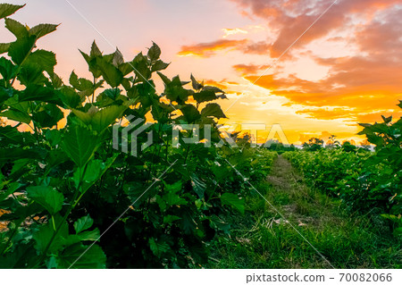 sunset on the mulberry farm sunset on the mulberry farm 70082066