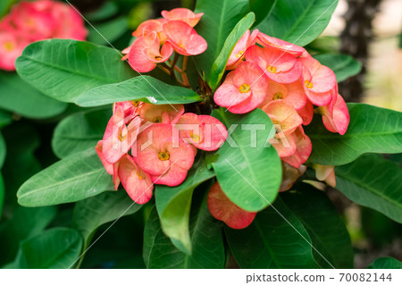 crown of thorns red flower crown of thorns red flower 70082144