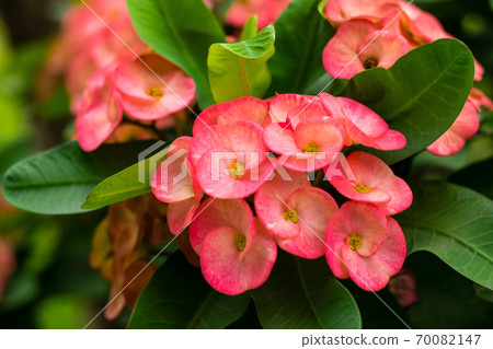 crown of thorns red flower 70082147