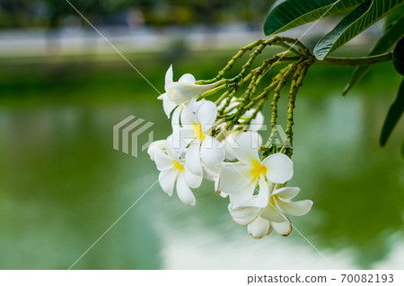 Beautiful plumeria flowers Beautiful plumeria flowers 70082193