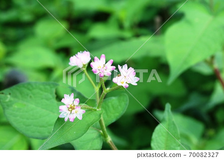 今年也開始開花的米佐索巴 Mizosoba 花 照片素材 圖片 圖庫