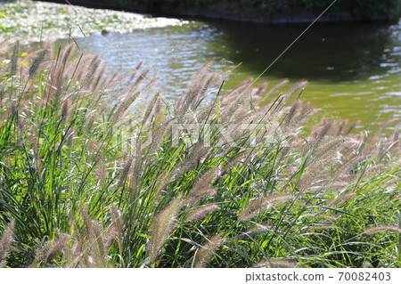 Waterside power turf (Chinese fountain grass) 70082403