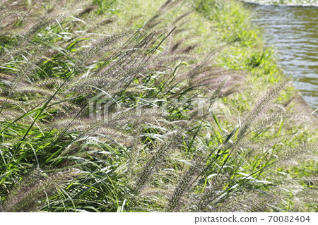 Waterside power turf (Chinese fountain grass) Waterside power turf (Chinese fountain grass) 70082404