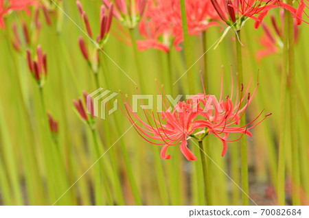 群集孤挺花 群集孤挺花 70082684