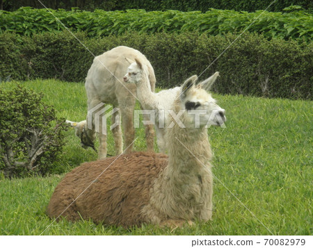 Alpaca family 70082979