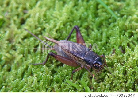 Female of Emma cricket 70083047