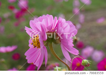 宇宙突變 70083559