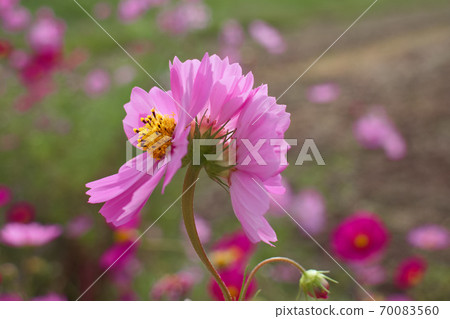 宇宙突變 70083560