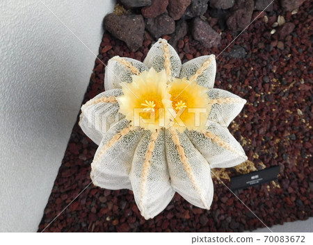 Jindai Botanical Garden Cactus Prajna Jindai Botanical Garden Cactus Prajna 70083672