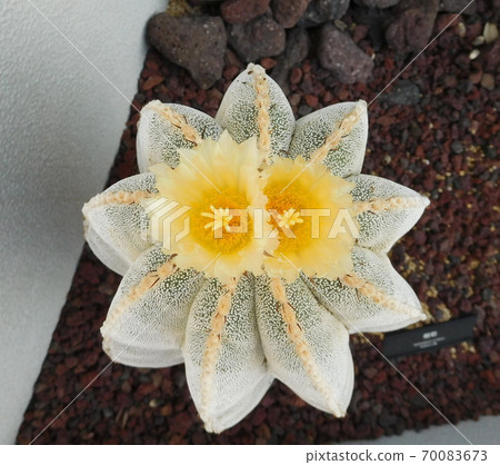 Kamidai植物園的仙人掌般若 70083673