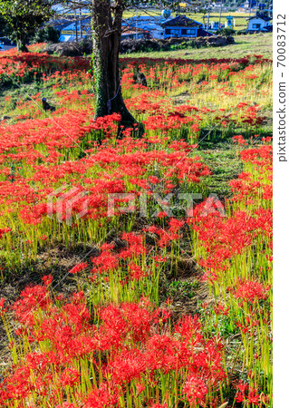 Higanbana at Shagaoka Hanazono [Nagasaki City] 70083712