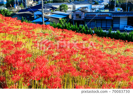 沙丘花園的彼岸花[長崎市] 70083730