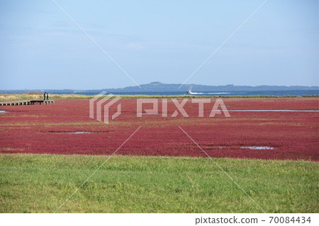 Notori湖珊瑚草群落（位於北海道阿美里市宇原市） 70084434