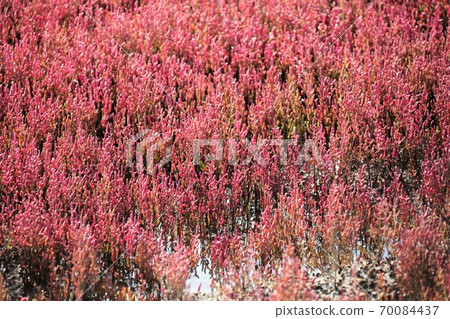 珊瑚草群落(北海道有里市宇原市) 珊瑚草群落(北海道有里市宇原市) 70084437