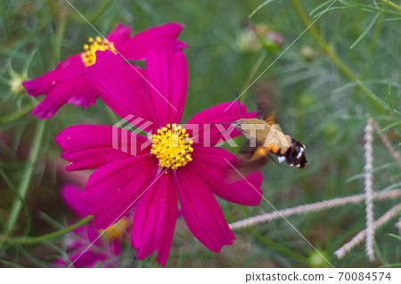 Himekuro Houjak and Cosmos 70084574