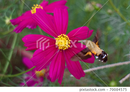 Himekuro Houjak and Cosmos 70084575